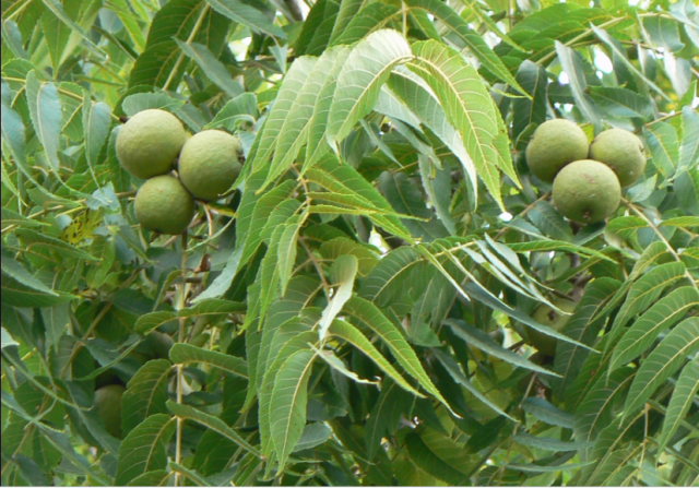 Screen Shot 2019-04-05 at 10.00.09 PM